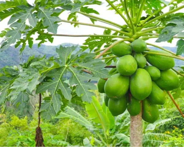 Giải Mã Giấc Mơ Thấy Đu Đủ