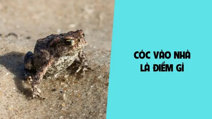 Giải Mã Giấc Mơ Thấy Ếch Trong Mưa Giải Mã Giấc Mơ Thấy Ếch Trong Mưa