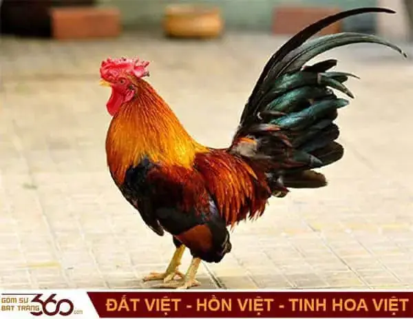 Giải Mã Giấc Mơ Thấy Gà Trống
