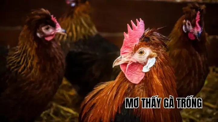 Giải Mã Giấc Mơ Thấy Gà Trống