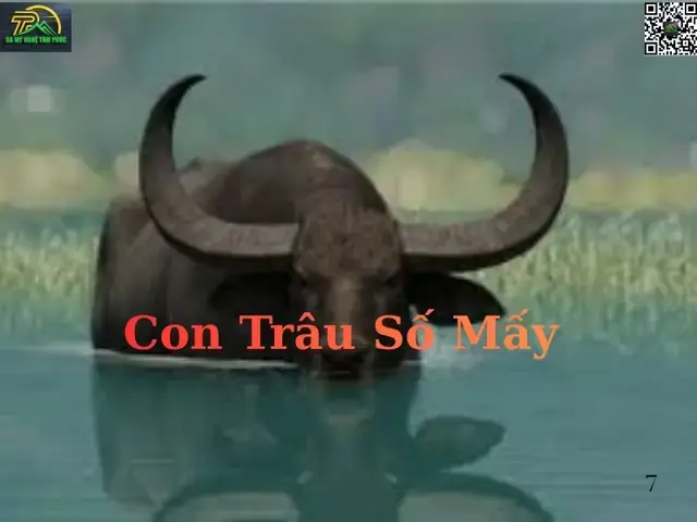 Giải Mã Giấc Mơ Thấy Gặp 1 Đàn Trâu Giải Mã Giấc Mơ Thấy Gặp 1 Đàn Trâu