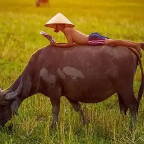 Giải Mã Giấc Mơ Thấy Gặp 1 Đàn Trâu Giải Mã Giấc Mơ Thấy Gặp 1 Đàn Trâu