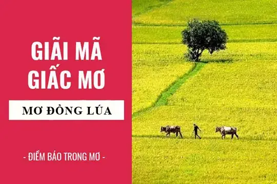 Giải Mã Giấc Mơ Thấy Gặt Lúa Giải Mã Giấc Mơ Thấy Gặt Lúa