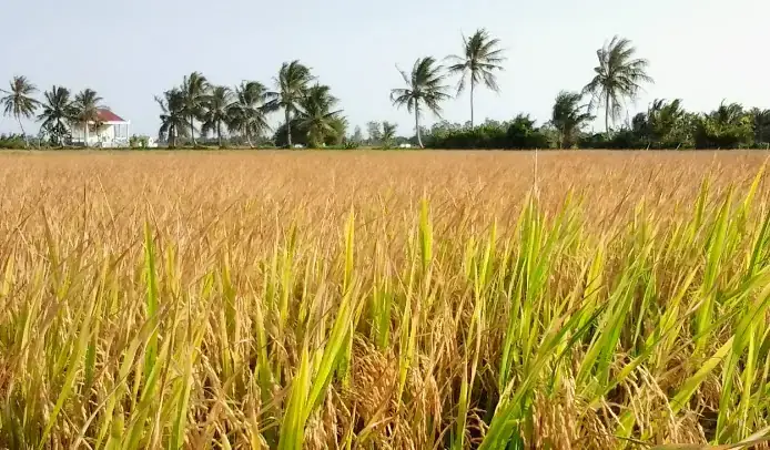 Giải Mã Giấc Mơ Thấy Gặt Lúa Giải Mã Giấc Mơ Thấy Gặt Lúa
