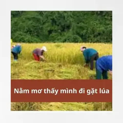 Giải Mã Giấc Mơ Thấy Gặt Lúa Giải Mã Giấc Mơ Thấy Gặt Lúa