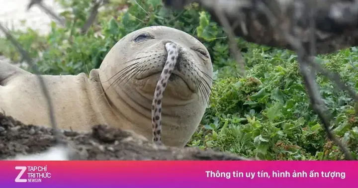 Giải Mã Giấc Mơ Thấy Hải Cẩu