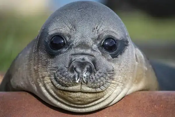 Giải Mã Giấc Mơ Thấy Hải Cẩu