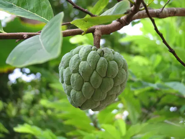 Giải Mã Giấc Mơ Thấy Hải Cẩu