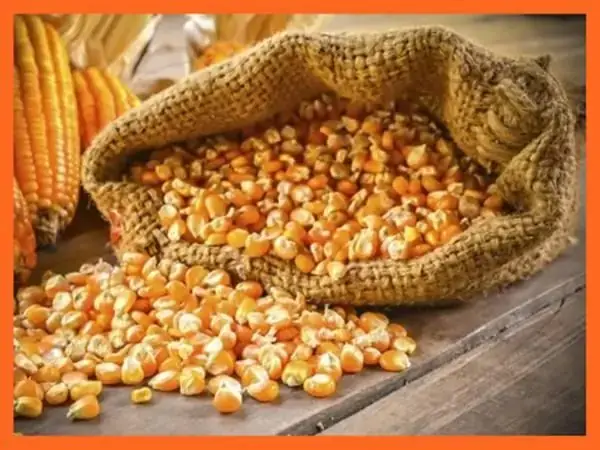 Giải Mã Giấc Mơ Thấy Hạt Ngô Giải Mã Giấc Mơ Thấy Hạt Ngô