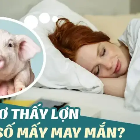Giải Mã Giấc Mơ Thấy Heo Biến Thành Người Giải Mã Giấc Mơ Thấy Heo Biến Thành Người