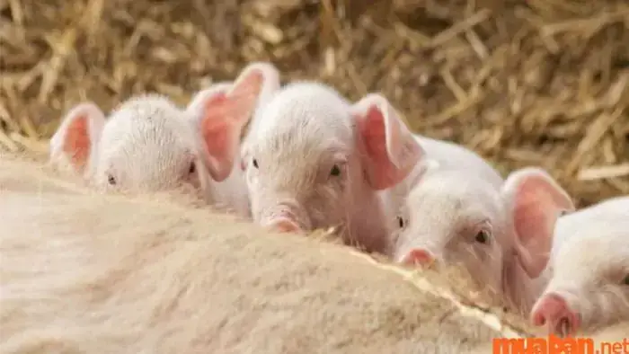 Giải Mã Giấc Mơ Thấy Heo Trắng