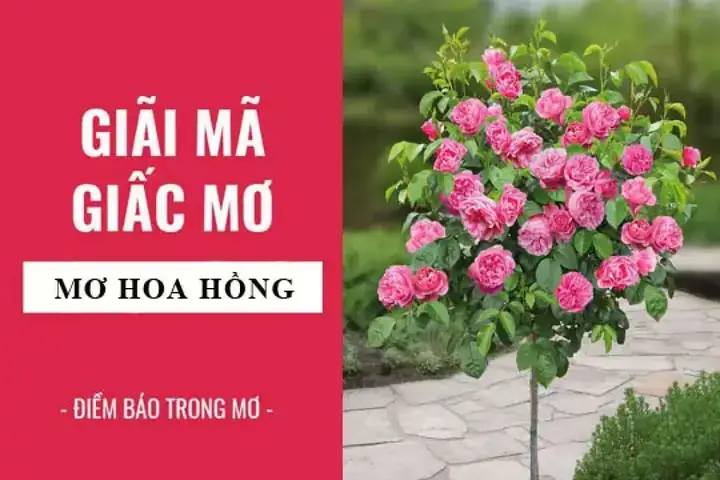 Giải Mã Giấc Mơ Thấy Hoa Hồng Giải Mã Giấc Mơ Thấy Hoa Hồng
