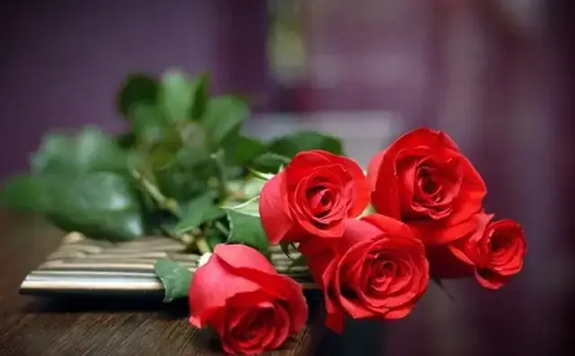 Giải Mã Giấc Mơ Thay Hoa Hồng Đỏ Giải Mã Giấc Mơ Thay Hoa Hồng Đỏ
