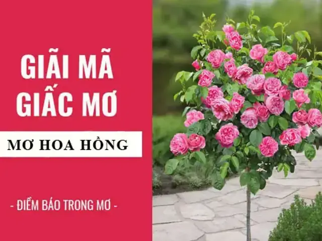 Giải Mã Giấc Mơ Thấy Hoa Hồng Giải Mã Giấc Mơ Thấy Hoa Hồng