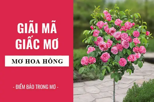 Giải Mã Giấc Mơ Thấy Hoa Hồng Nở Giải Mã Giấc Mơ Thấy Hoa Hồng Nở