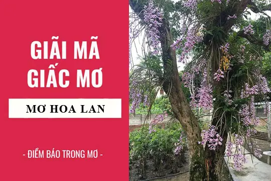 Giải Mã Giấc Mơ Thấy Hoa Lan Nở Giải Mã Giấc Mơ Thấy Hoa Lan Nở