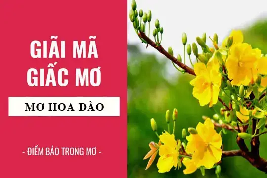 Giải Mã Giấc Mơ Thấy Hoa Vàng