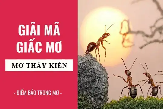 Giải Mã Giấc Mơ Thấy Kiến Lửa Giải Mã Giấc Mơ Thấy Kiến Lửa