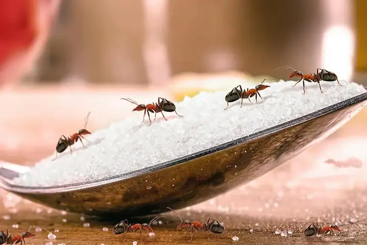Giải Mã Giấc Mơ Thấy Kiến Lửa Giải Mã Giấc Mơ Thấy Kiến Lửa