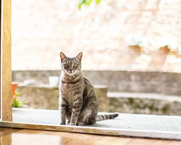 Giải Mã Giấc Mơ Thấy Mèo Sinh Con