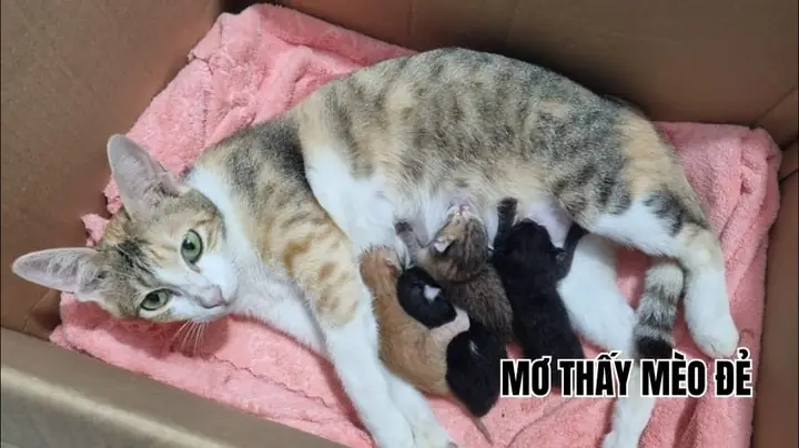 Giải Mã Giấc Mơ Thấy Mèo Sinh Con
