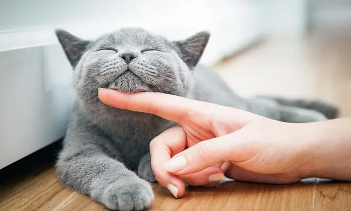Giải Mã Giấc Mơ Thấy Mèo Sinh Con