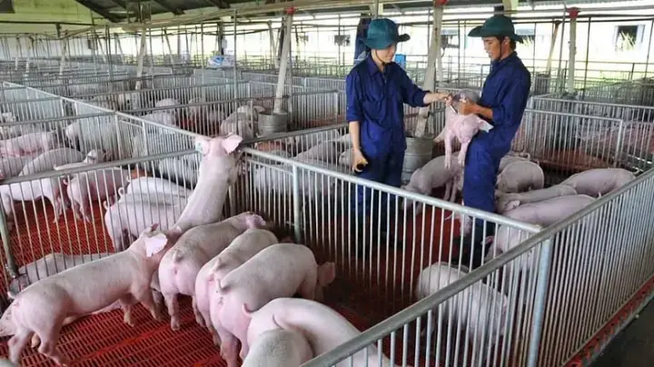 Giải Mã Giấc Mơ Thấy Ngủ Trong Chuồng Gà
