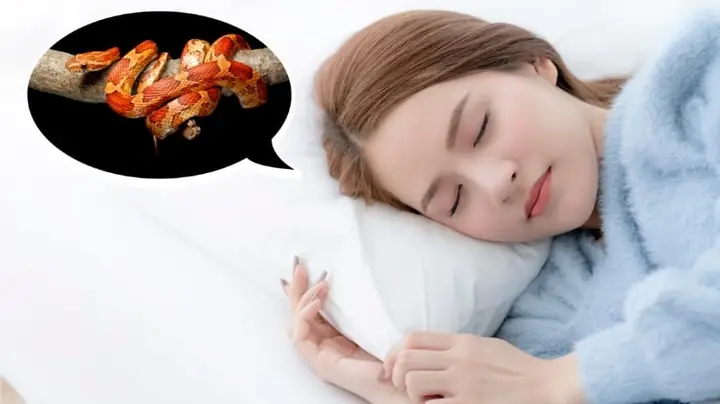 Giải Mã Giấc Mơ Thấy Rắn Bò Lên Người Giải Mã Giấc Mơ Thấy Rắn Bò Lên Người