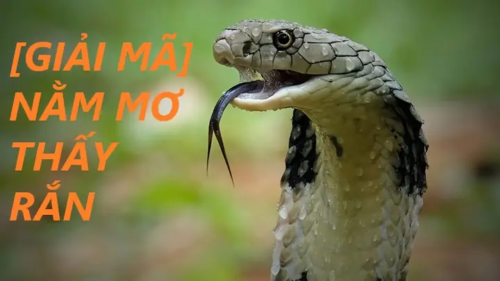 Giải Mã Giấc Mơ Thấy Rắn Bò Lên Người Giải Mã Giấc Mơ Thấy Rắn Bò Lên Người