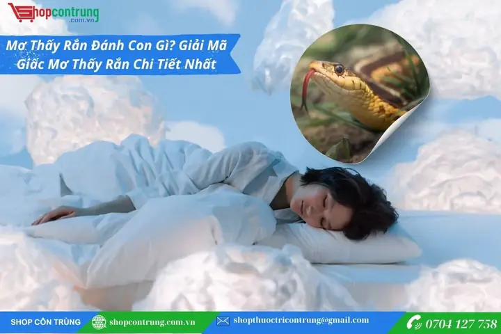 Giải Mã Giấc Mơ Thấy Rắn Đánh Con Gì