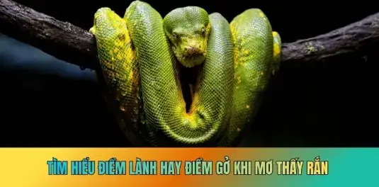 Giải Mã Giấc Mơ Thấy Rắn Đánh Đề
