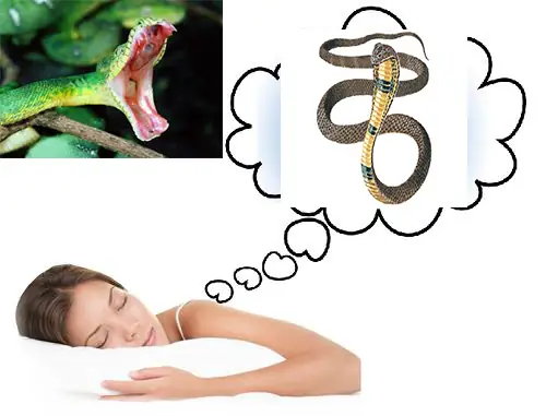 Giải Mã Giấc Mơ Thấy Rắn Đứt Đuôi