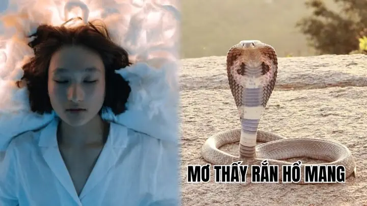 Giải Mã Giấc Mơ Thấy Rắn Hổ Mang Cắn Giải Mã Giấc Mơ Thấy Rắn Hổ Mang Cắn