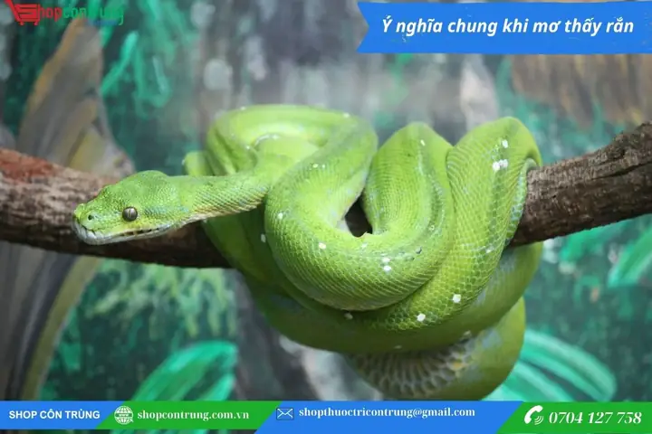 Giải Mã Giấc Mơ Thấy Rắn Lô Đề