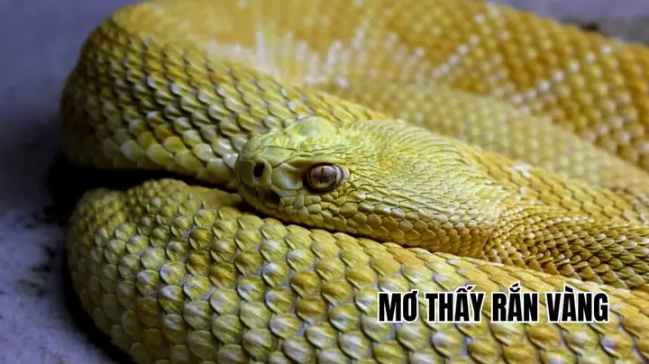 Giải Mã Giấc Mơ Thấy Rắn Màu Vàng