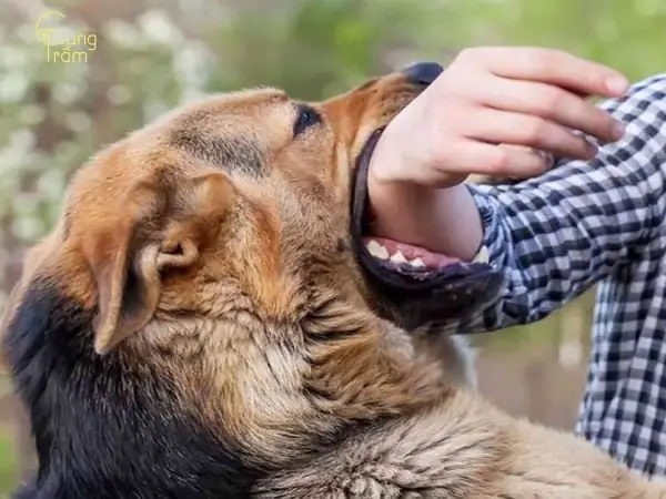 Giải Mã Giấc Mơ Thấychó Cắn Vào Mông