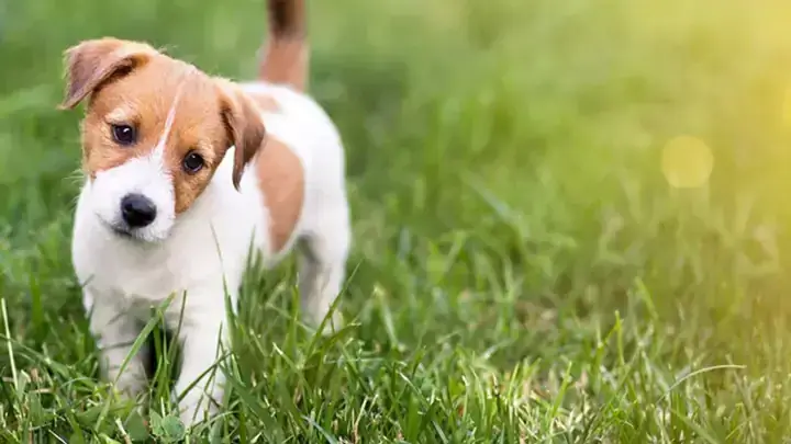 Giải Mã Giấc Mơ Thấychó Cắn Vào Mông