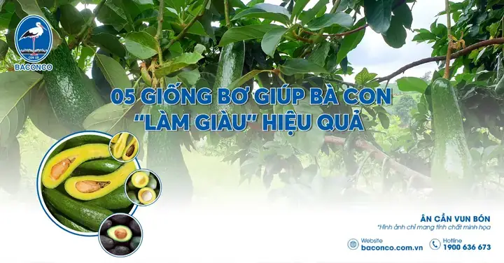 Giải Mã Giấc Mơ Xỏ Kichir Kim Bị Gẫy