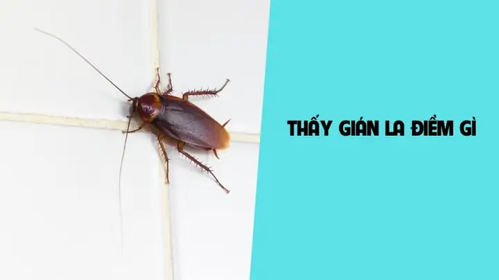 Gián Vào Phòng Ngủ La Điềm Gì