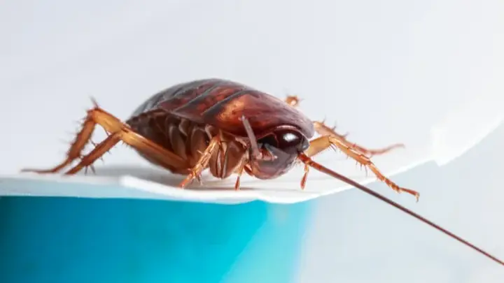 Gián Vào Phòng Ngủ La Điềm Gì Gián Vào Phòng Ngủ La Điềm Gì