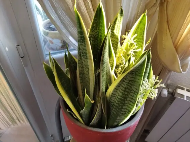 Hoa Lưỡi Hổ Nở Là Điềm Gì