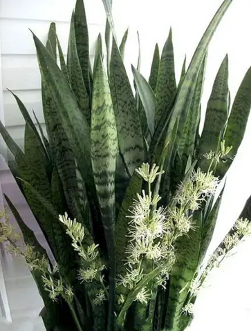 Hoa Lưỡi Hổ Nở Là Điềm Gì