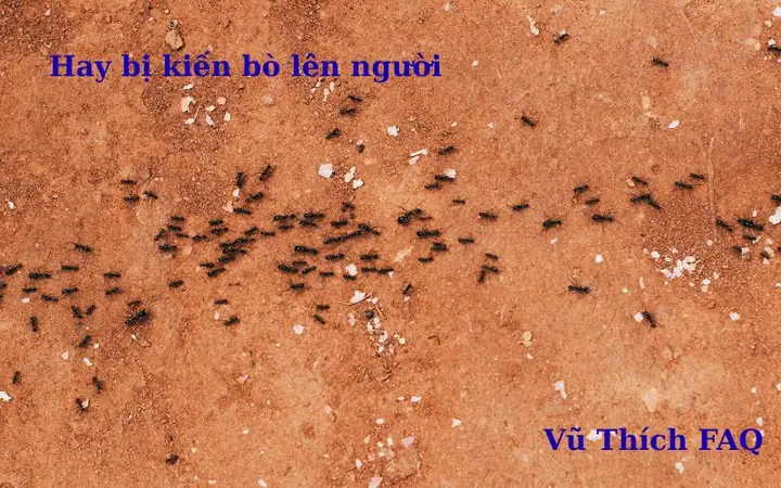 Kiến Vàng Bò Lên Người La Điềm Gì