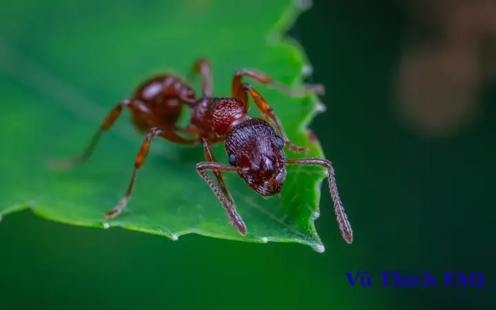 Kiến Vàng Bò Lên Người La Điềm Gì