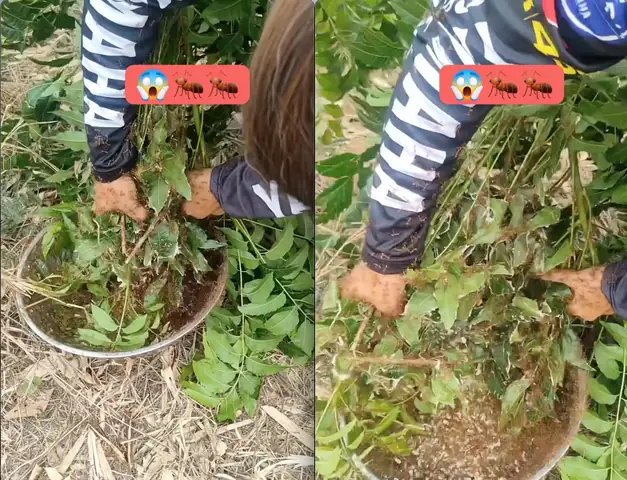 Kiến Vàng Bò Lên Người La Điềm Gì