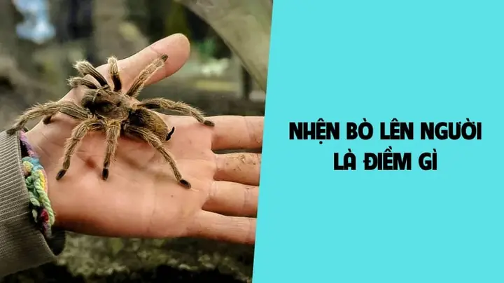 Kiến Vàng Bò Lên Người La Điềm Gì