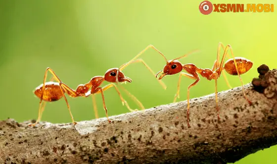 Kiến Vàng Bò Vào Nhà Là Điềm Gì
