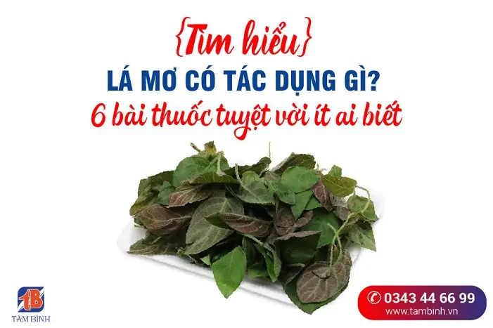 Lá Mơ Lông Phơi Khô Có Tác Dụng Gì Lá Mơ Lông Phơi Khô Có Tác Dụng Gì