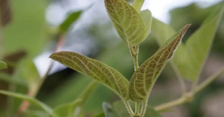 Lá Mơ Lông Phơi Khô Có Tác Dụng Gì