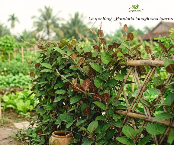 Lá Mơ Lông Với Trứng Gà Có Tác Dụng Gì